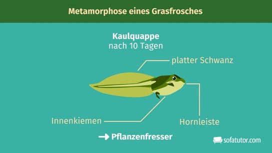 Kaulquappe nach 10 Tagen