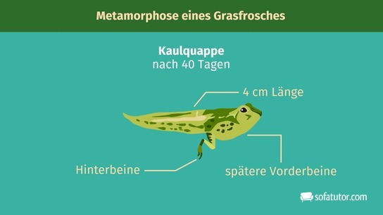 Kaulquappe nach 40 Tagen