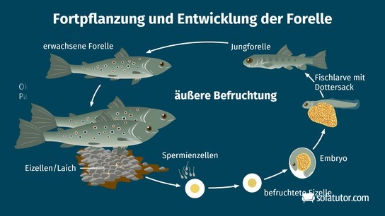 Fortpflanzung und Entwicklung der Forelle - erwachsene Forelle